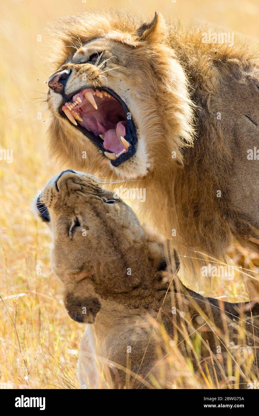 Leone (Panthera leo) che ruggito alla leonessa, Parco Nazionale Serengeti, Tanzania, Africa Foto Stock