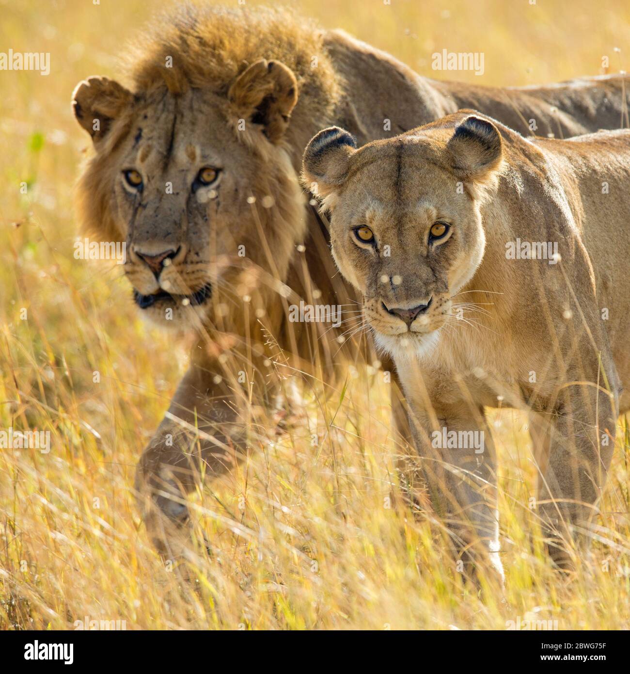 Leoni maschi e femmine (Panthera leo), Parco Nazionale Serengeti, Tanzania, Africa Foto Stock