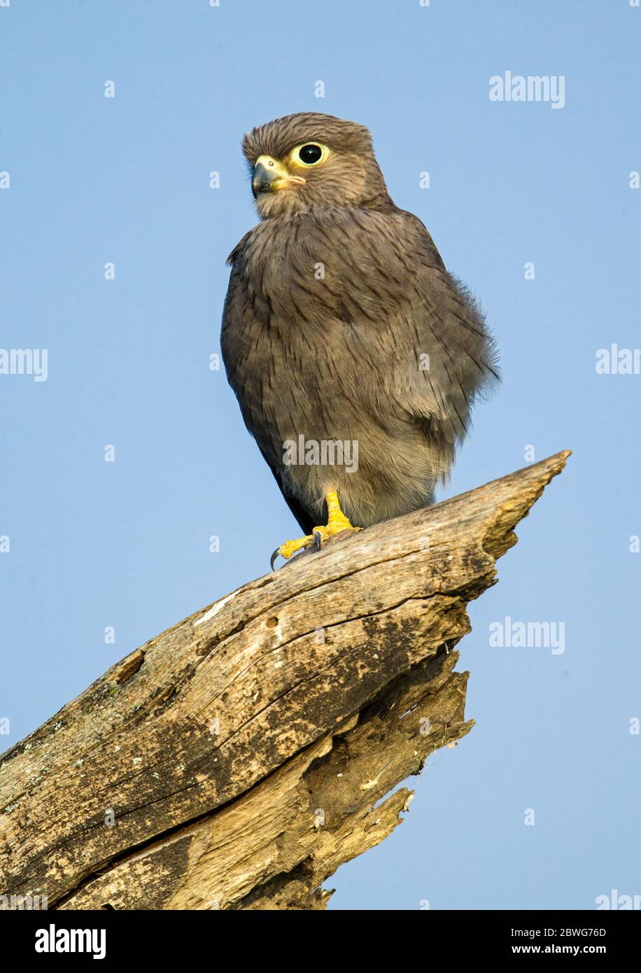 Gheppio grigio (Falco ardosiaceus), Area di conservazione di Ngorongoro, Tanzania, Africa Foto Stock