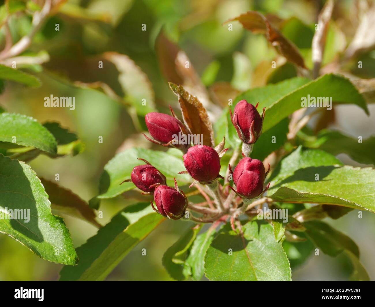 boccioli di fiori rossi su un ramo di albero primo piano Foto Stock