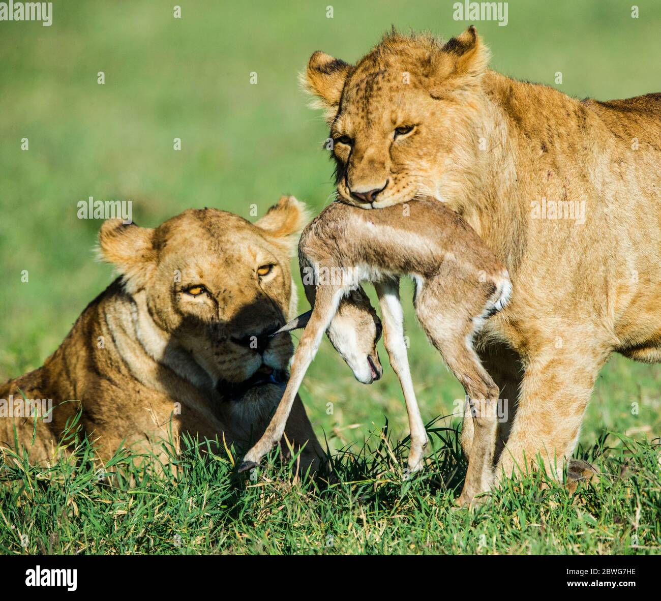 Lions (Panthera leo) con preda, Area di conservazione di Ngorongoro, Tanzania, Africa Foto Stock
