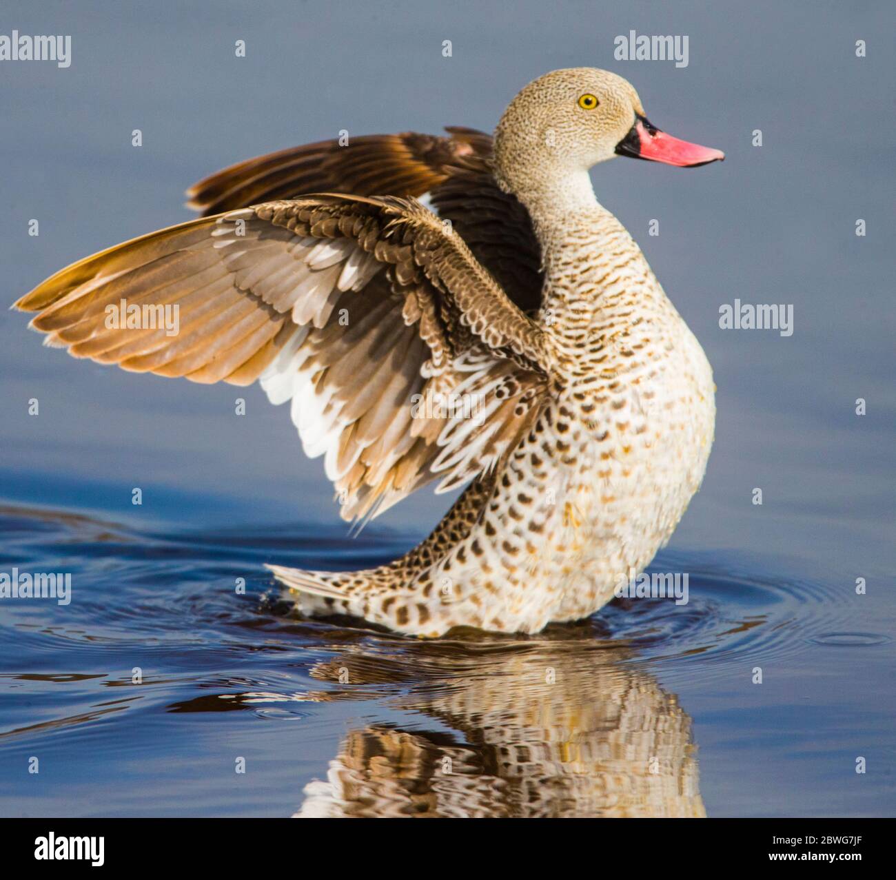 Hottentot teal (spatola hottentota), Ngorongoro Conservation Area, Tanzania, Africa Foto Stock