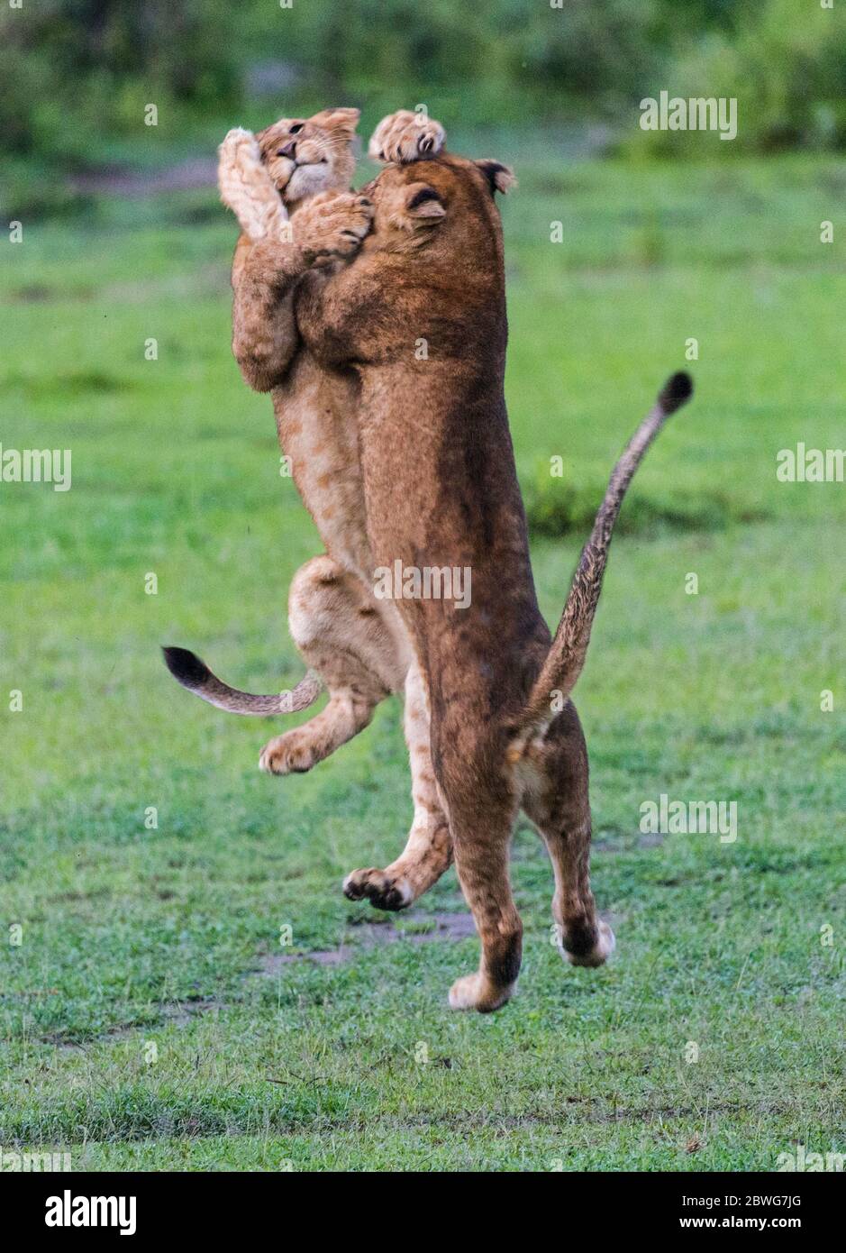 Due leonesse (Panthera leo) combattono, Area di conservazione di Ngorongoro, Tanzania, Africa Foto Stock