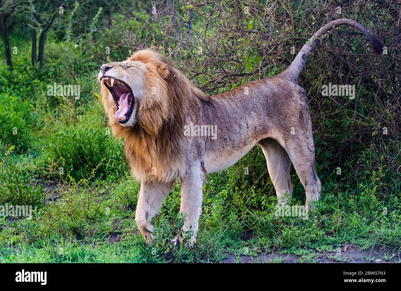 Leone maschio (Panthera leo) ruggito, Ngorongoro Conservation Area, Tanzania, Africa Foto Stock