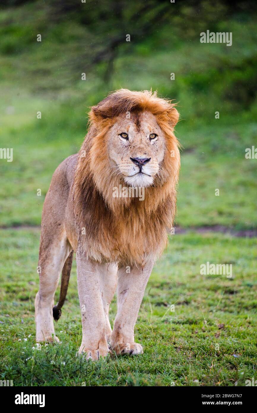 Leone maschio (Panthera leo), Area di conservazione di Ngorongoro, Tanzania, Africa Foto Stock