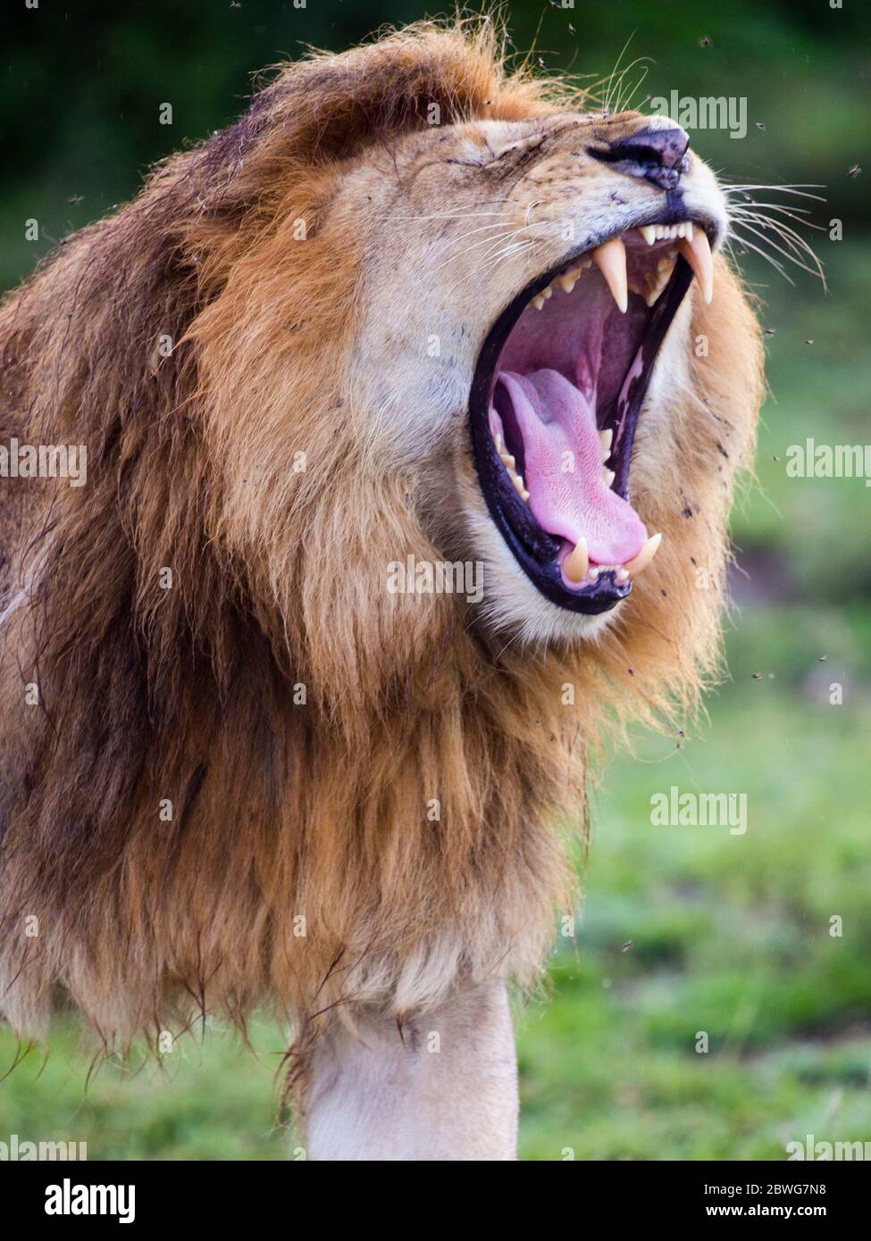 Leone maschio (Panthera leo) ruggito, Ngorongoro Conservation Area, Tanzania, Africa Foto Stock