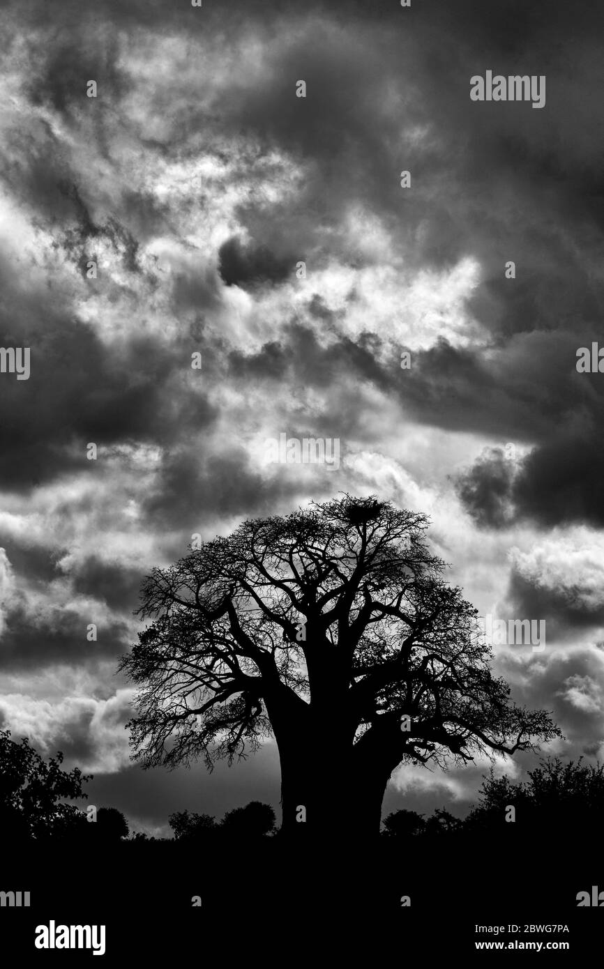Silhouette di un baobab (Adansonia digitata) contro il cielo drammatico, Tarangire National Park, Tanzania, Africa Foto Stock