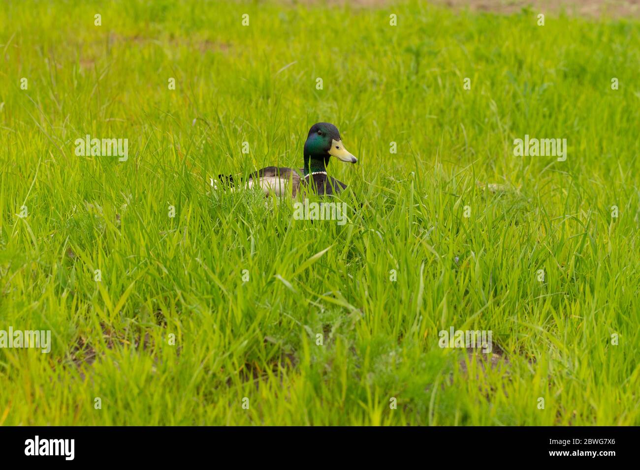anatra siede in erba verde. sfondo verde Foto Stock