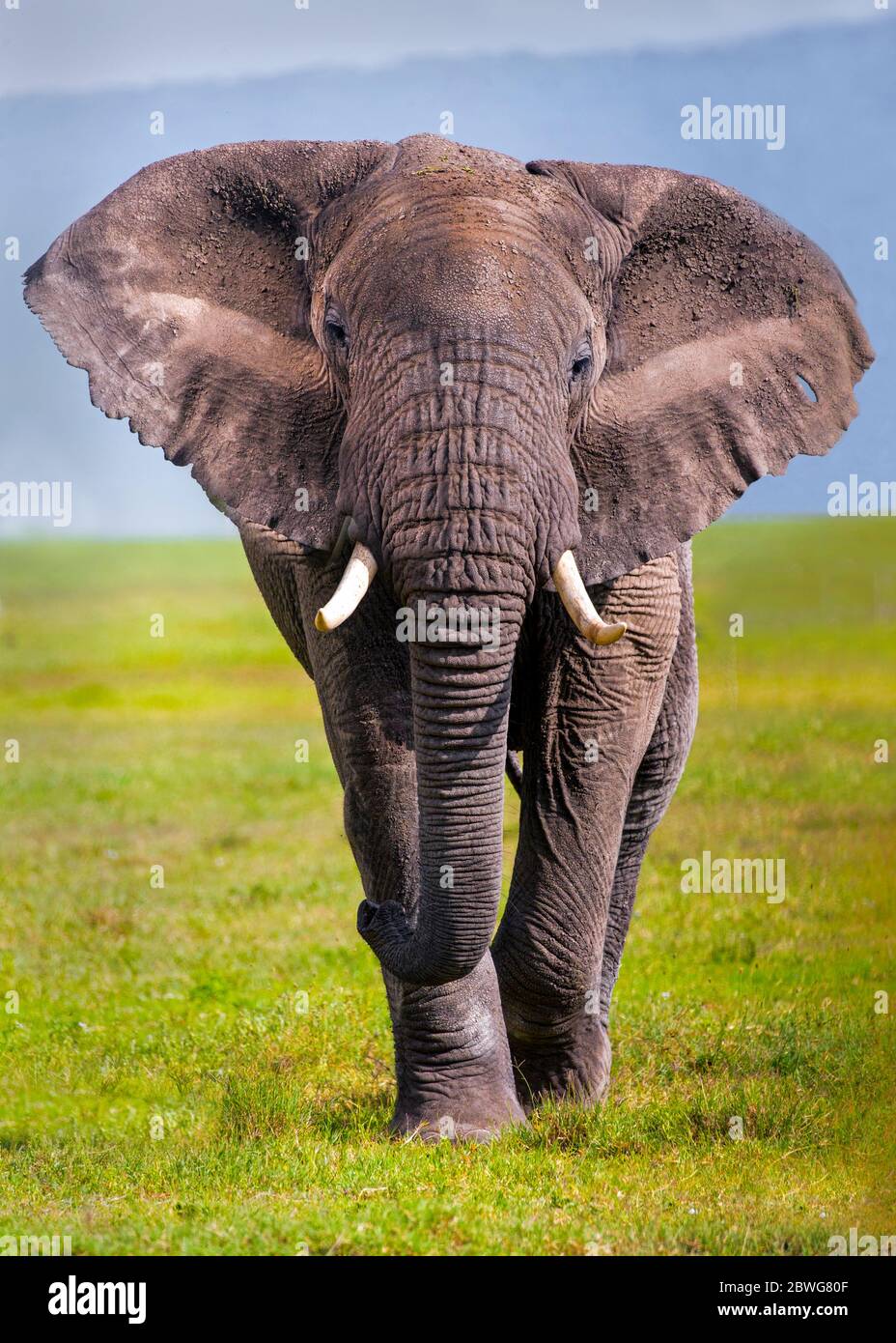 Ritratto di un maestoso elefante africano (Loxodonta africana) sulla savana, Area di conservazione di Ngorongoro, Tanzania, Africa Foto Stock