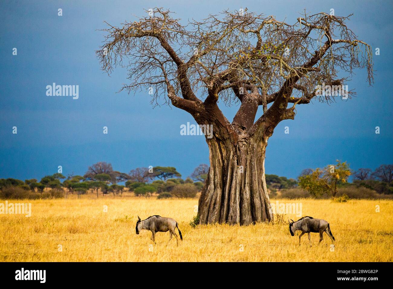 Savannah con maestosi baobab (Adansonia digitata) e antilopi gnu, Tarangire National Park, Tanzania, Africa Foto Stock
