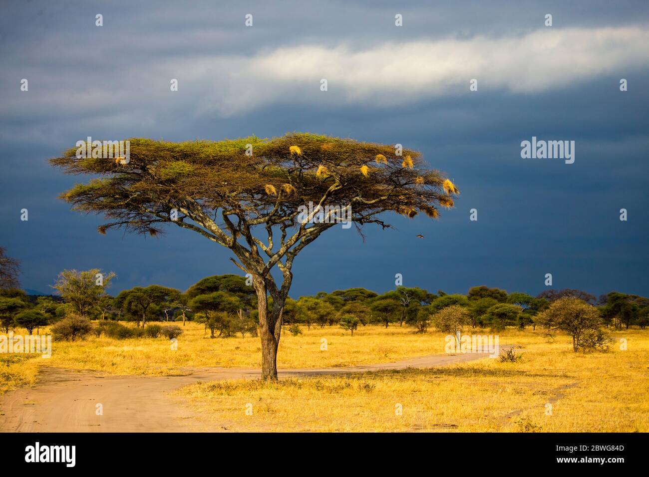 Savannah paesaggio prima della tempesta con ombrello albero di spina (Acacia tortilis sottospecie eteracantha) in primo piano, Tarangire National Park, Tanzania, Africa Foto Stock