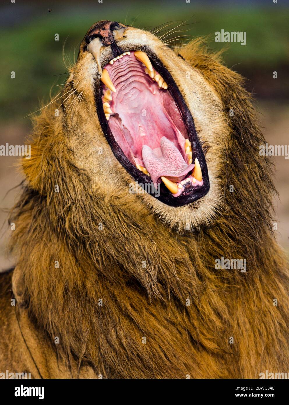 Primo piano di peloso leone che brandisce (Panthera leo), Area di conservazione di Ngorongoro, Tanzania, Africa Foto Stock