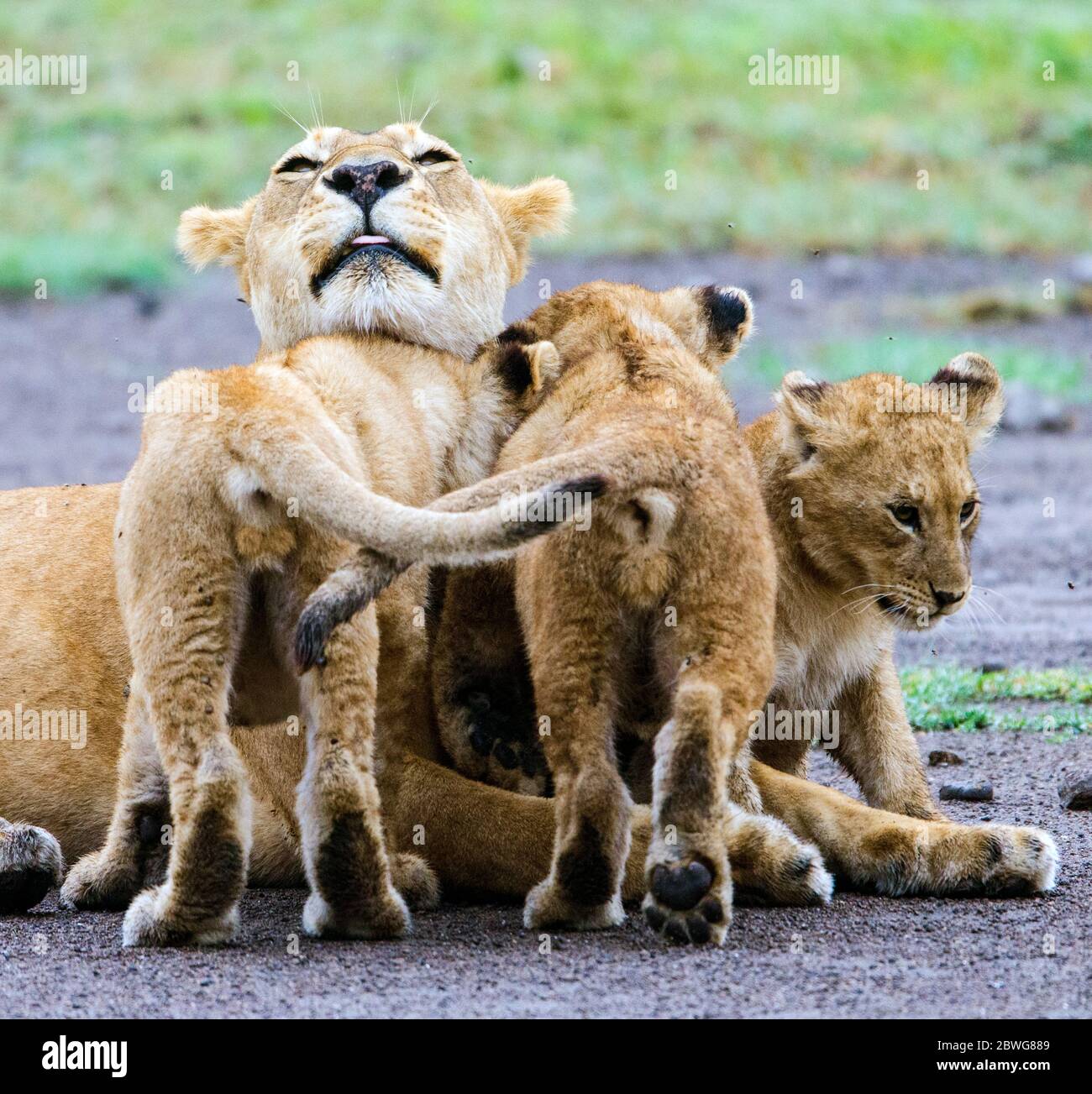 Primo piano di rilassante famiglia leone (Panthera leo), Ngorongoro Conservation Area, Tanzania, Africa Foto Stock