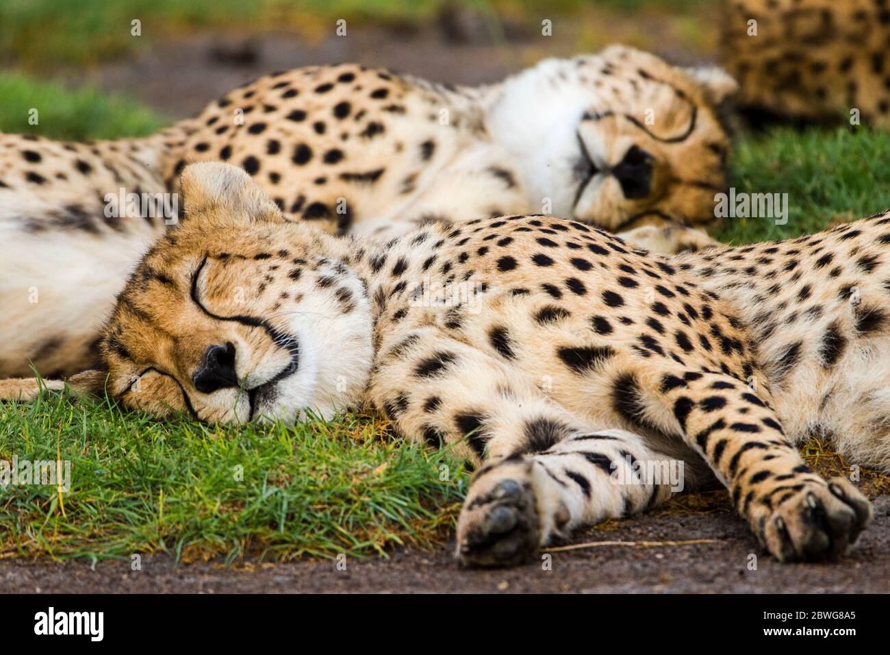 Primo piano di due ghepardi addormentate (Achinonyx jubatus), Area di conservazione di Ngorongoro, Tanzania, Africa Foto Stock
