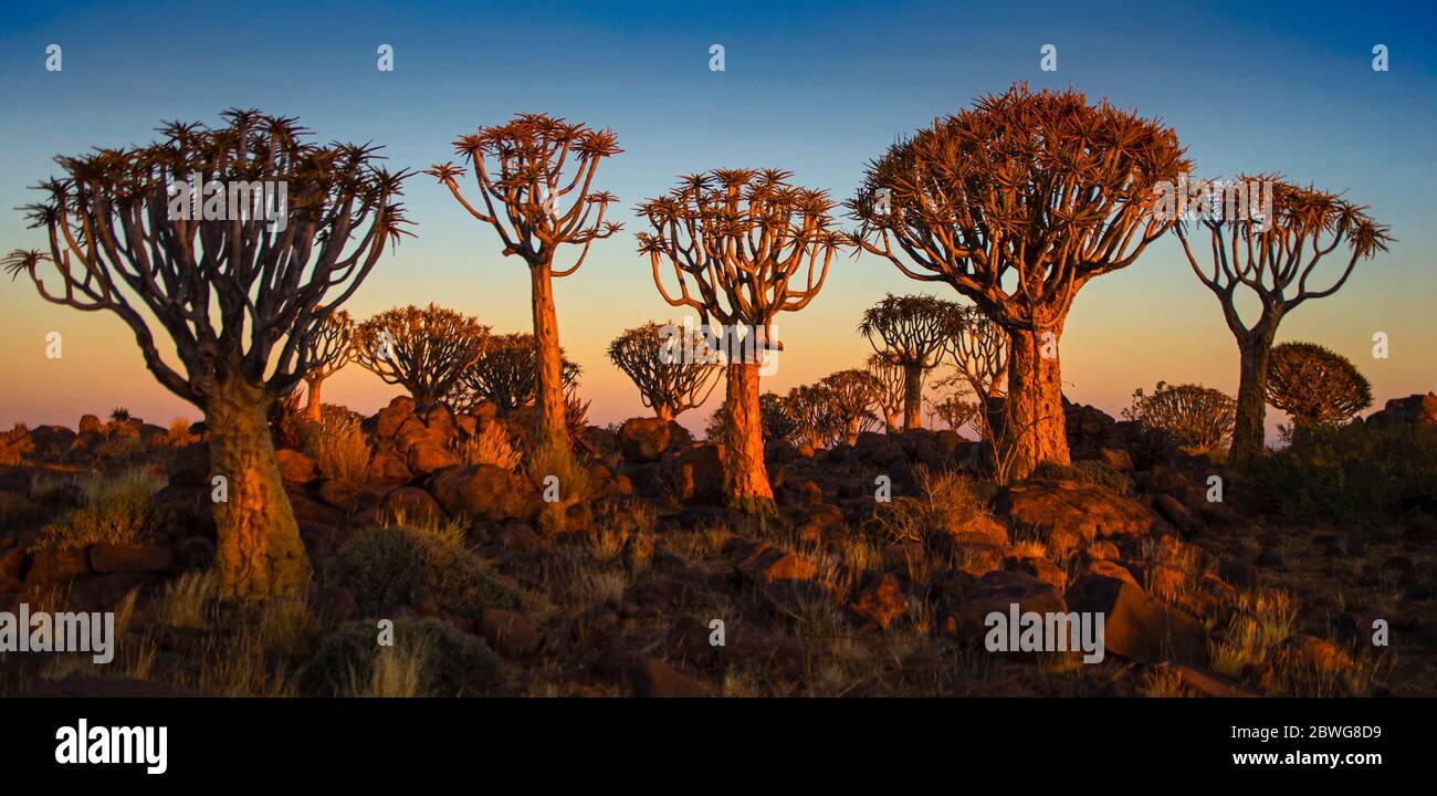 Paesaggio panoramico della foresta di alberi di quiver al tramonto, Namibia, Africa Foto Stock