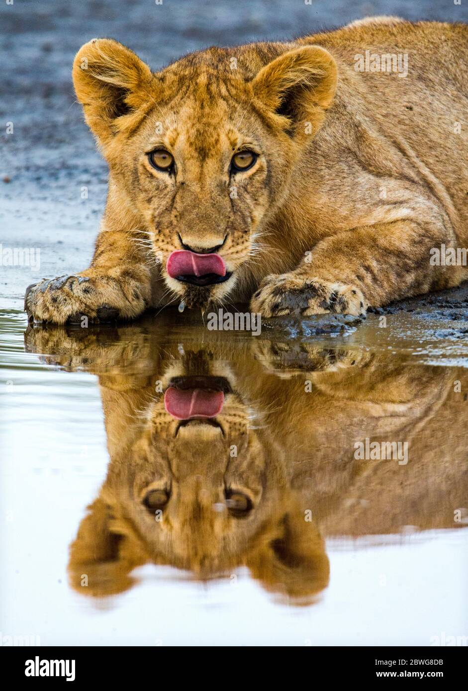 Primo piano di leone (Panthera leo) che giace vicino all'acqua, Ngorongoro Conservation Area, Tanzania, Africa Foto Stock