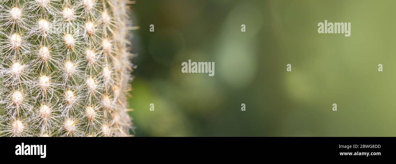 Primo piano di un cactus con aghi morbidi e spazio per la copia Foto Stock