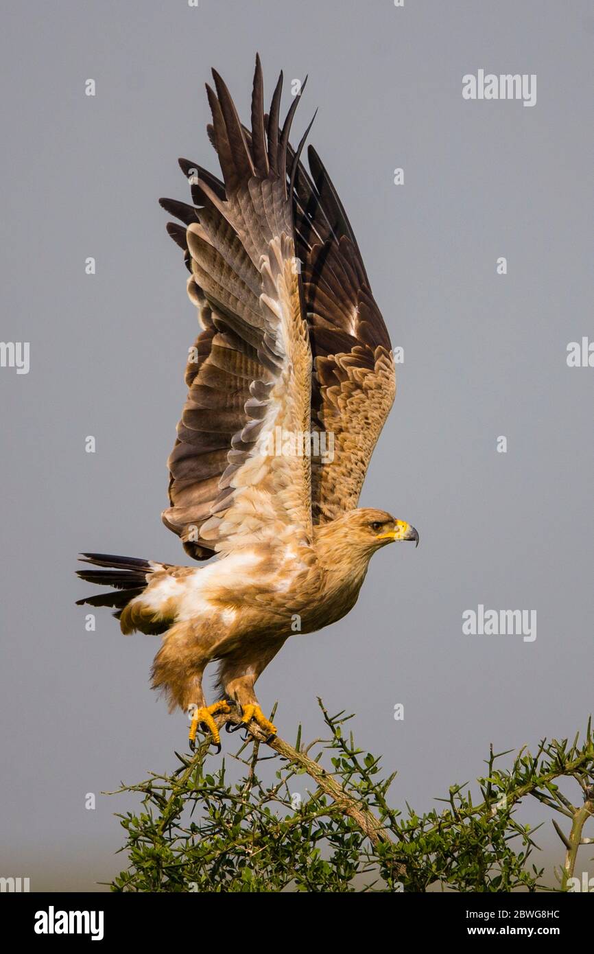 Aquila (Aquila rapax) nella zona di conservazione di Ngorongoro, Tanzania, Africa Foto Stock