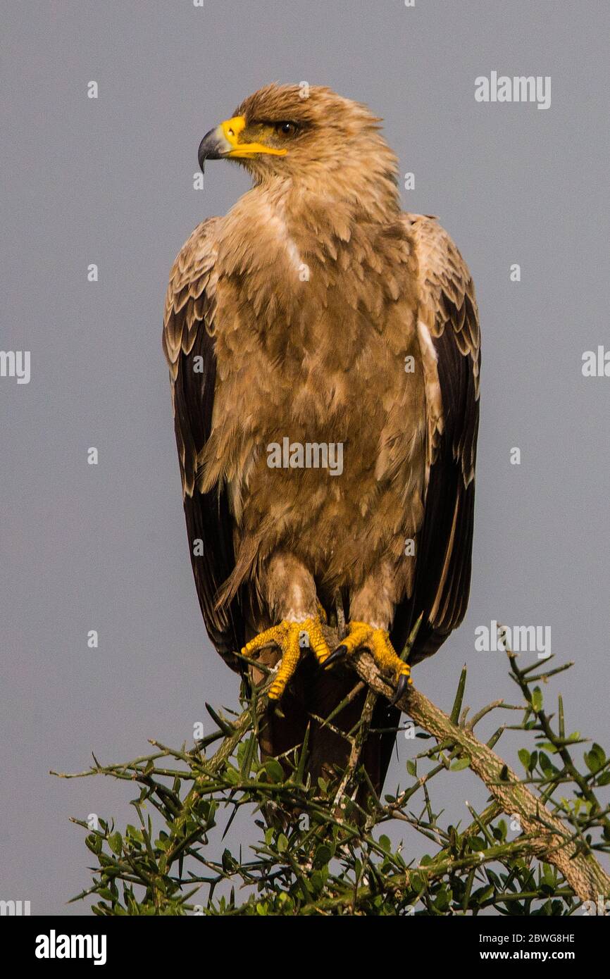 Aquila (Aquila rapax) nella zona di conservazione di Ngorongoro, Tanzania, Africa Foto Stock