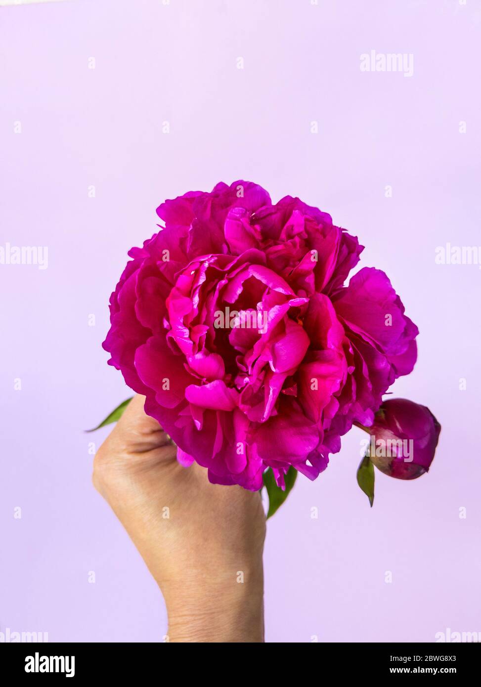 La mano della giovane donna tiene una bella fresca pony rosa su sfondo bianco. Consegna fiori. Foto Stock