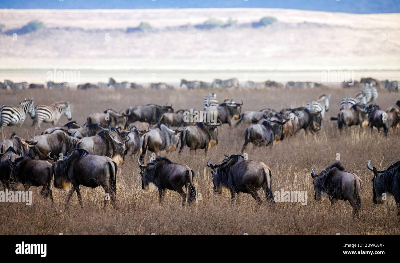 gnu (C. taurinus mearnsi) e zebre occidentali nel Parco Nazionale Serengeti, Tanzania, Africa Foto Stock