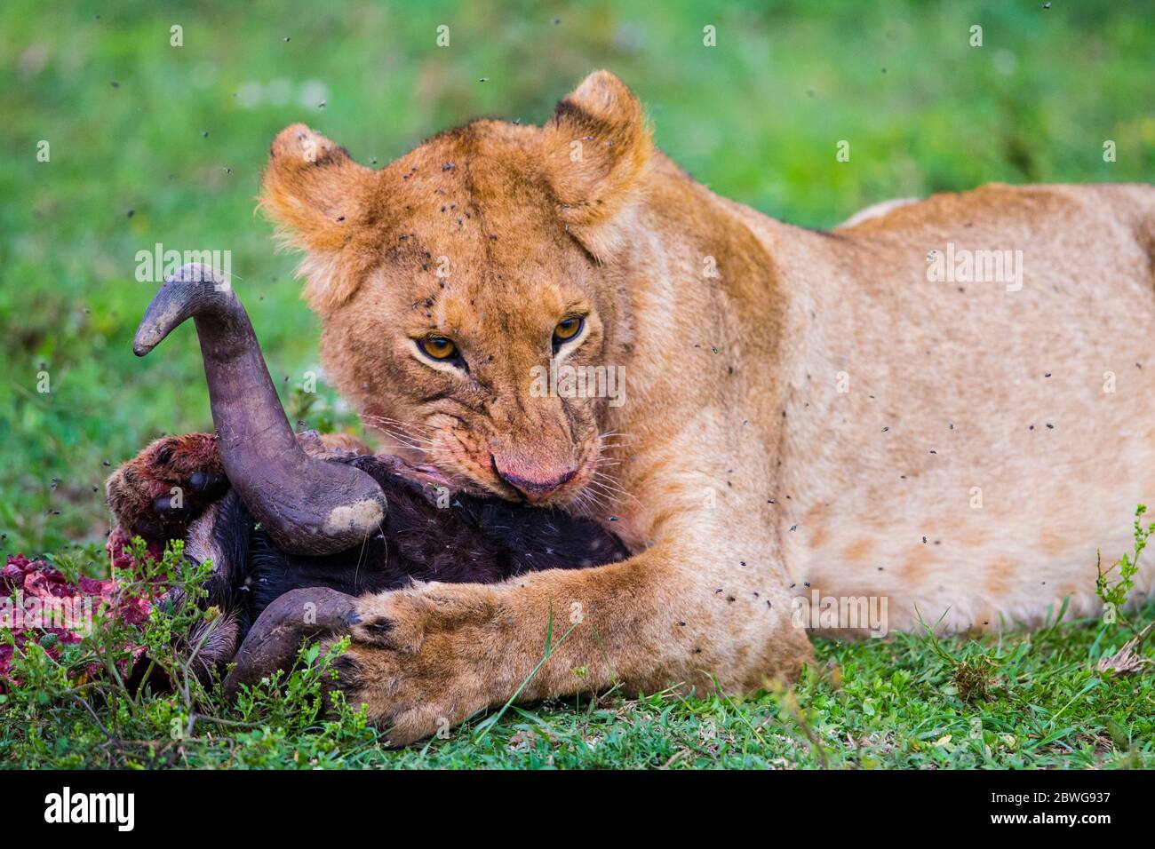 Leonessa (Panthera leo) mangiare nella zona di conservazione di Ngorongoro, Tanzania, Africa Foto Stock