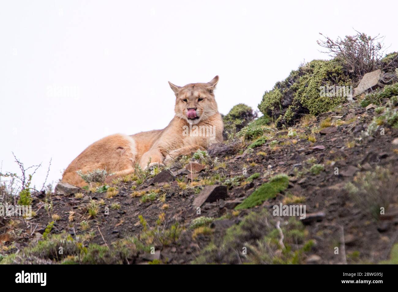 Primo piano di puma (Puma concolor) che giace a lato, Patagonia, Cile, Sud America Foto Stock