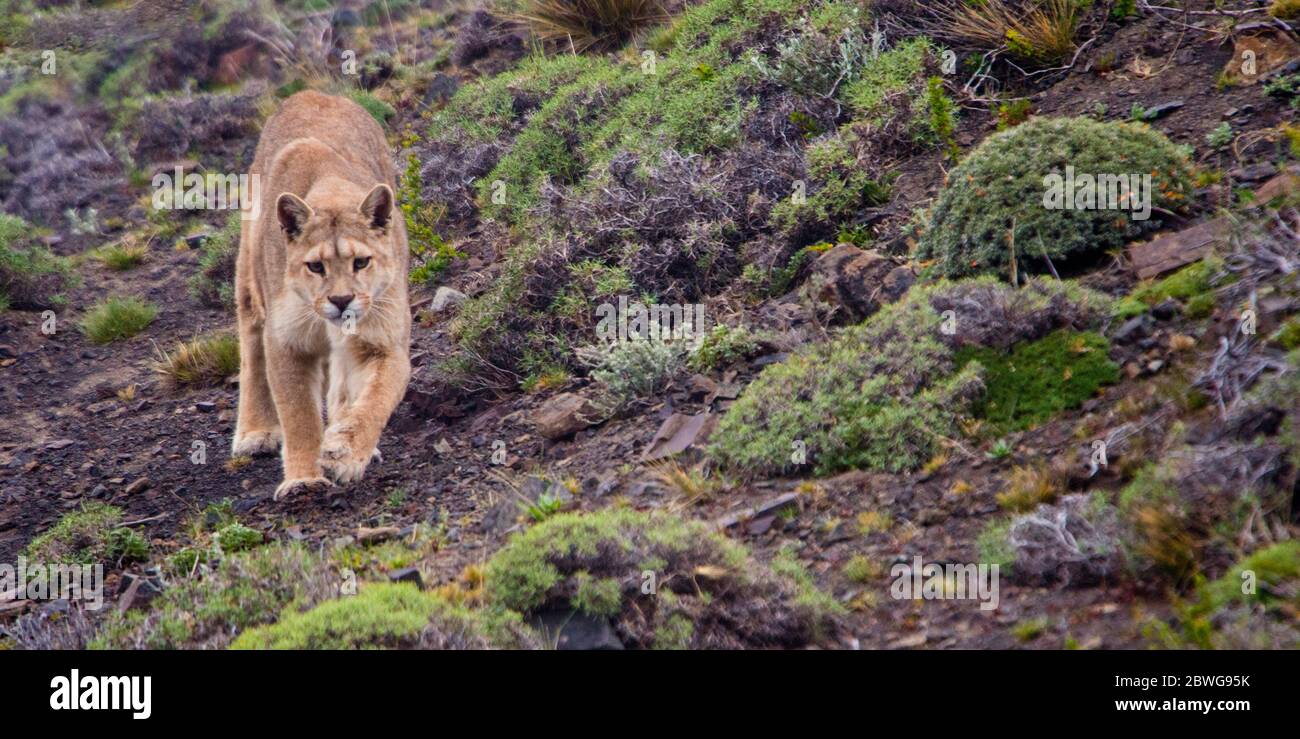 Primo piano di Walking puma (Puma concolor), Patagonia, Cile, Sud America Foto Stock