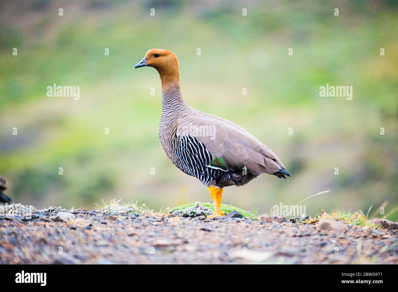 Primo piano di upland oca (Chloephaga pitta), Patagonia, Cile, Sud America Foto Stock