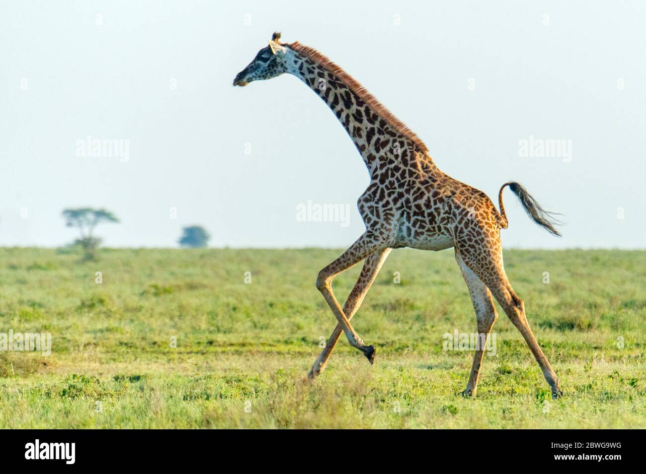 Masai giraffe (Giraffa camelopardalis tippelskirchii) che corre nella savana, Ngorongoro Conservation Area, Tanzania, Africa Foto Stock