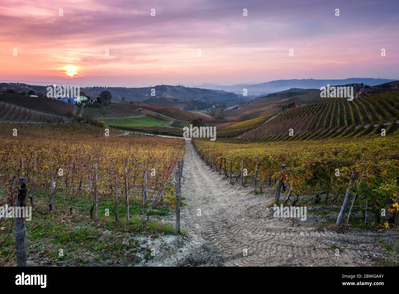 Vigneti delle Langhe in autunno, Cuneo, Piemonte, Italia, Sud Europa Foto Stock