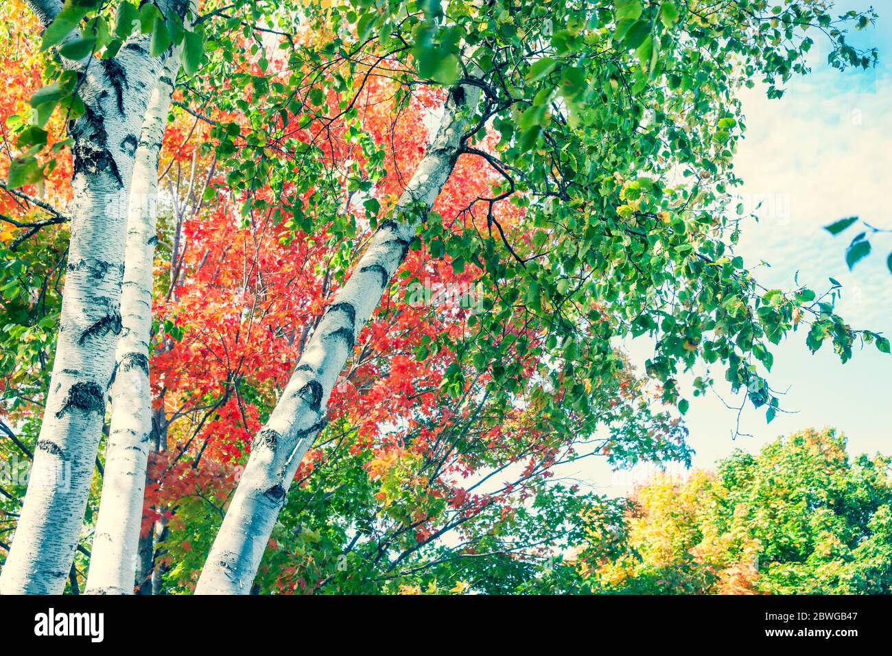 Tronchi bianchi luminosi di betulla contro colori brillanti del fogliame autunnale del New England cadono dal punto di vista basso angolo di immagine elaborata incrociata Foto Stock