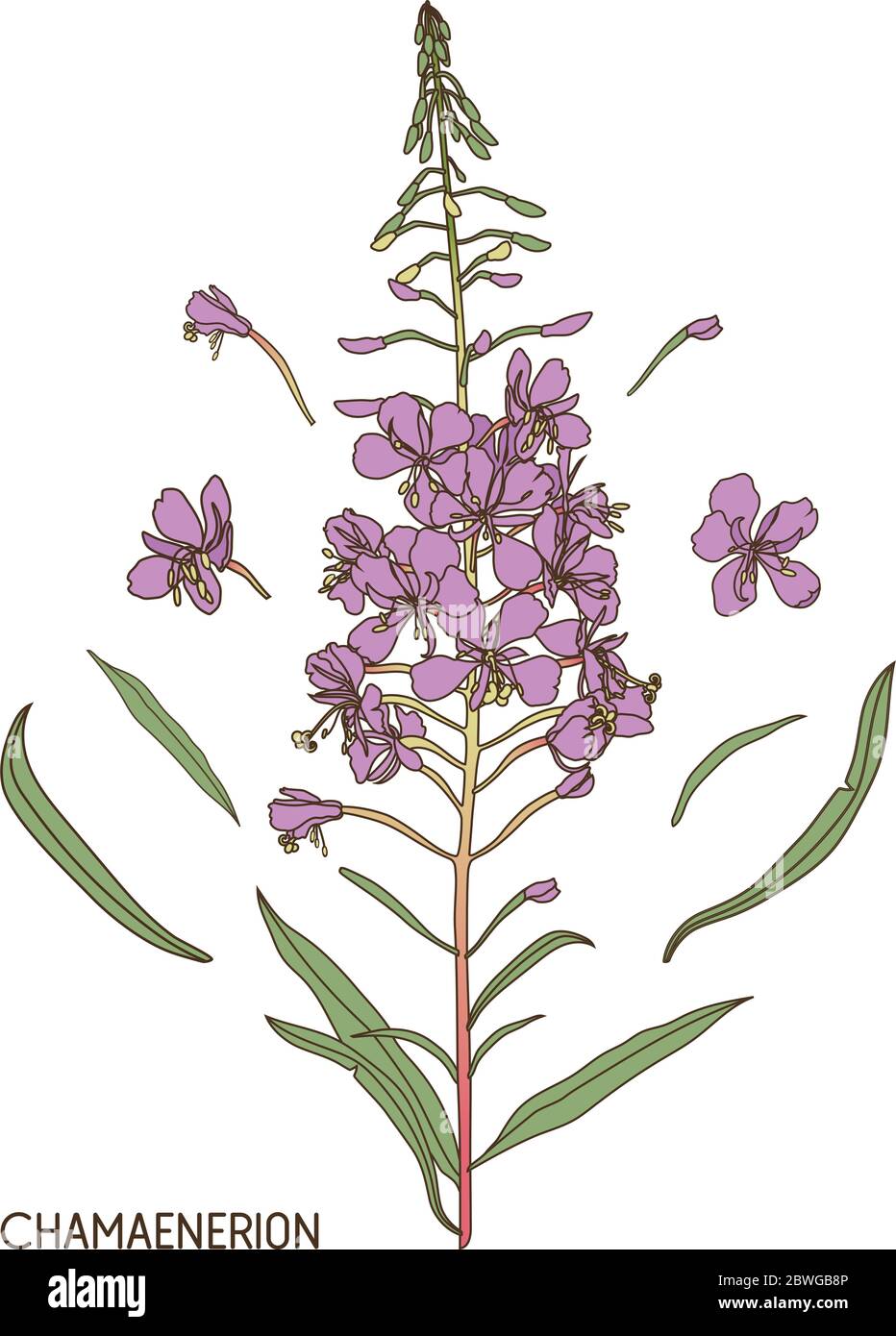 Chamerion angustifolium, fuochi d'artificio, erba salice. Illustrazione grafica vettoriale disegnata a mano. Illustrazione Vettoriale