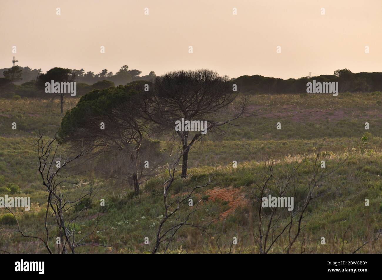 Ludo, Algarve. Portogallo: Area in cui il 16 settembre 2017 un incendio di campo ha distrutto parte di un terreno forestale situato vicino Faro, foto scattata il 2020 maggio Foto Stock