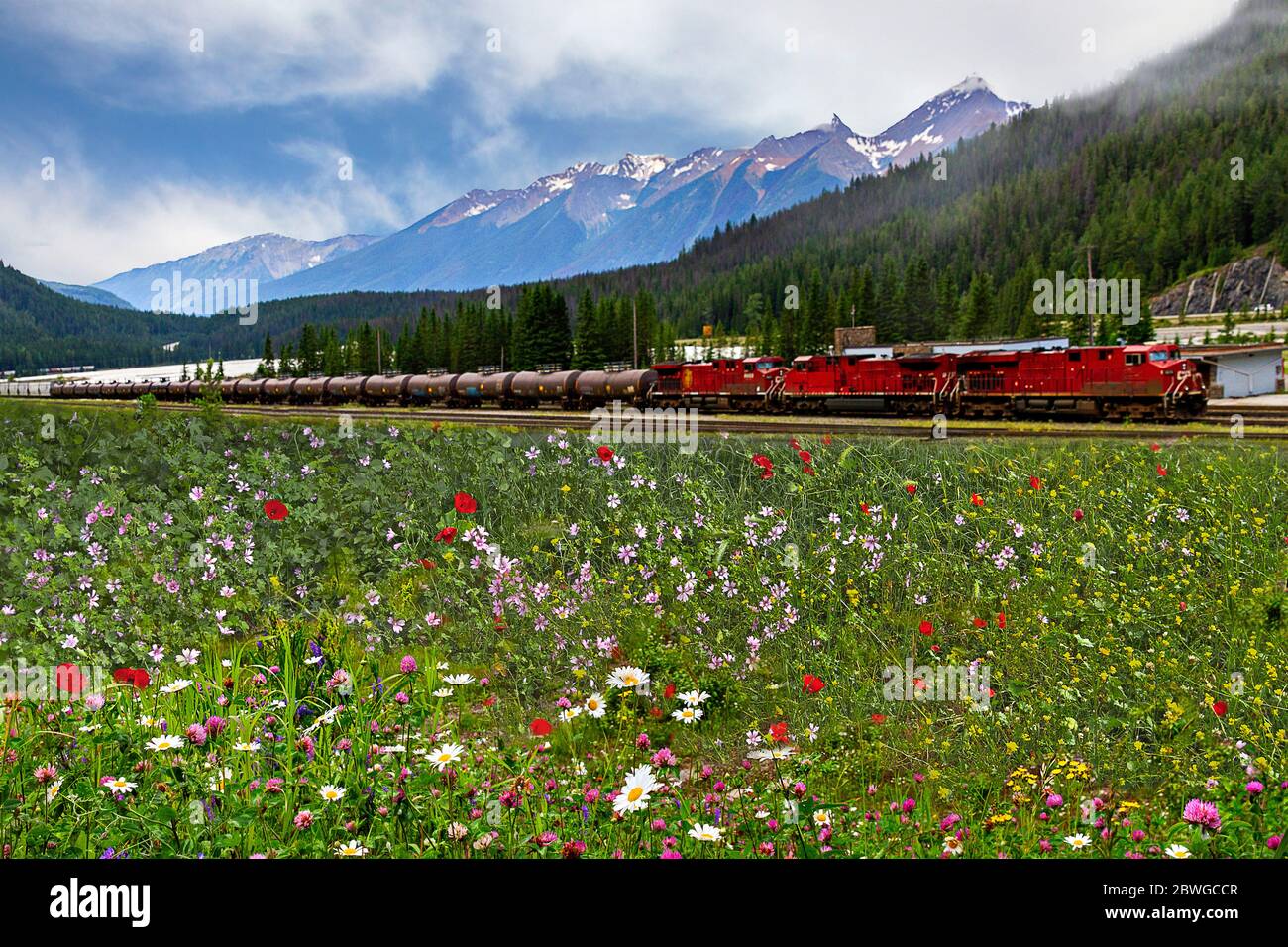 Fiori selvatici con un treno rosso e Montagne Rocciose canadesi sullo sfondo ad Alberta, Canada Foto Stock
