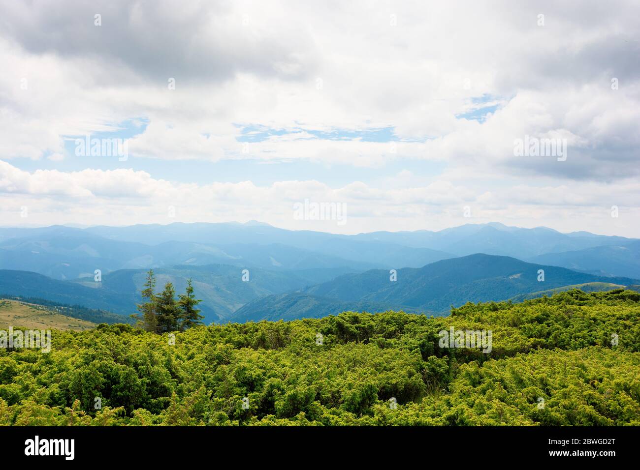 paesaggio montano con alberi sulla collina. splendido paesaggio in una giornata nuvolosa a mezzogiorno. forte cresta nera in lontananza Foto Stock