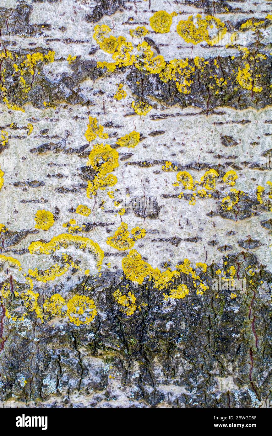 Superficie di Aspen corteccia di Pioppo con muschio giallo Xantoria. Verticale Foto Stock