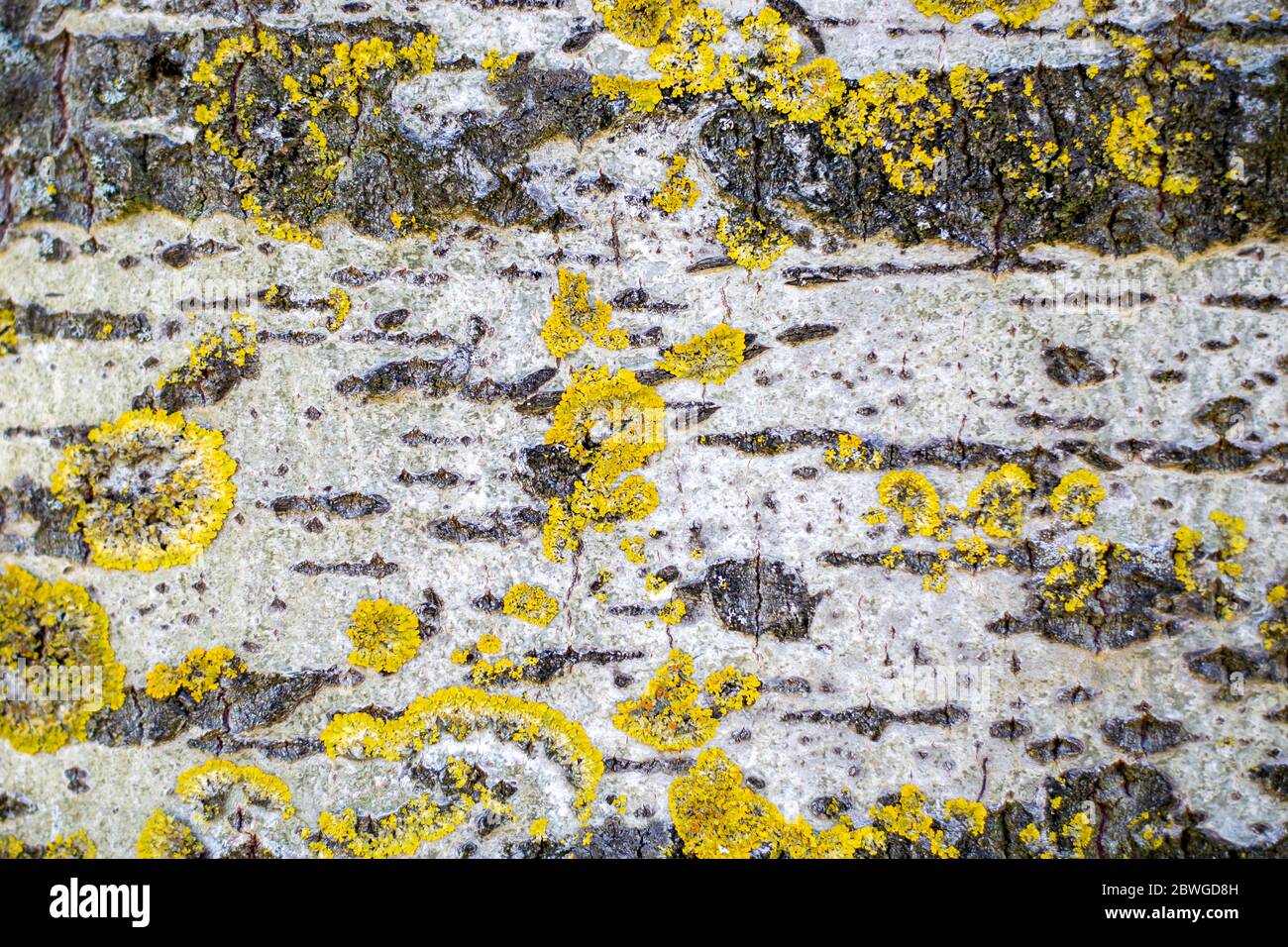 Superficie di Aspen corteccia di Pioppo con muschio giallo Xantoria. Foto Stock