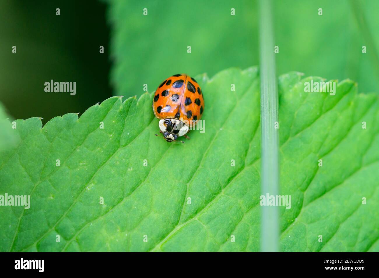 Asian Lady Beetle a Springtime Foto Stock