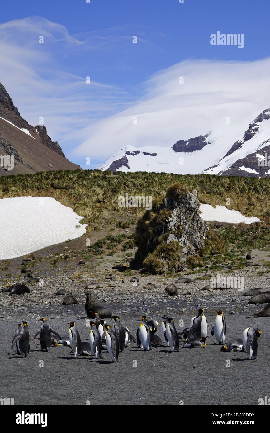 Pinguini e foche da pelliccia che condividono una spiaggia nella Georgia del Sud Foto Stock