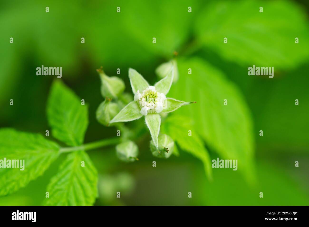 Fiori di lamponi neri in primavera Foto Stock