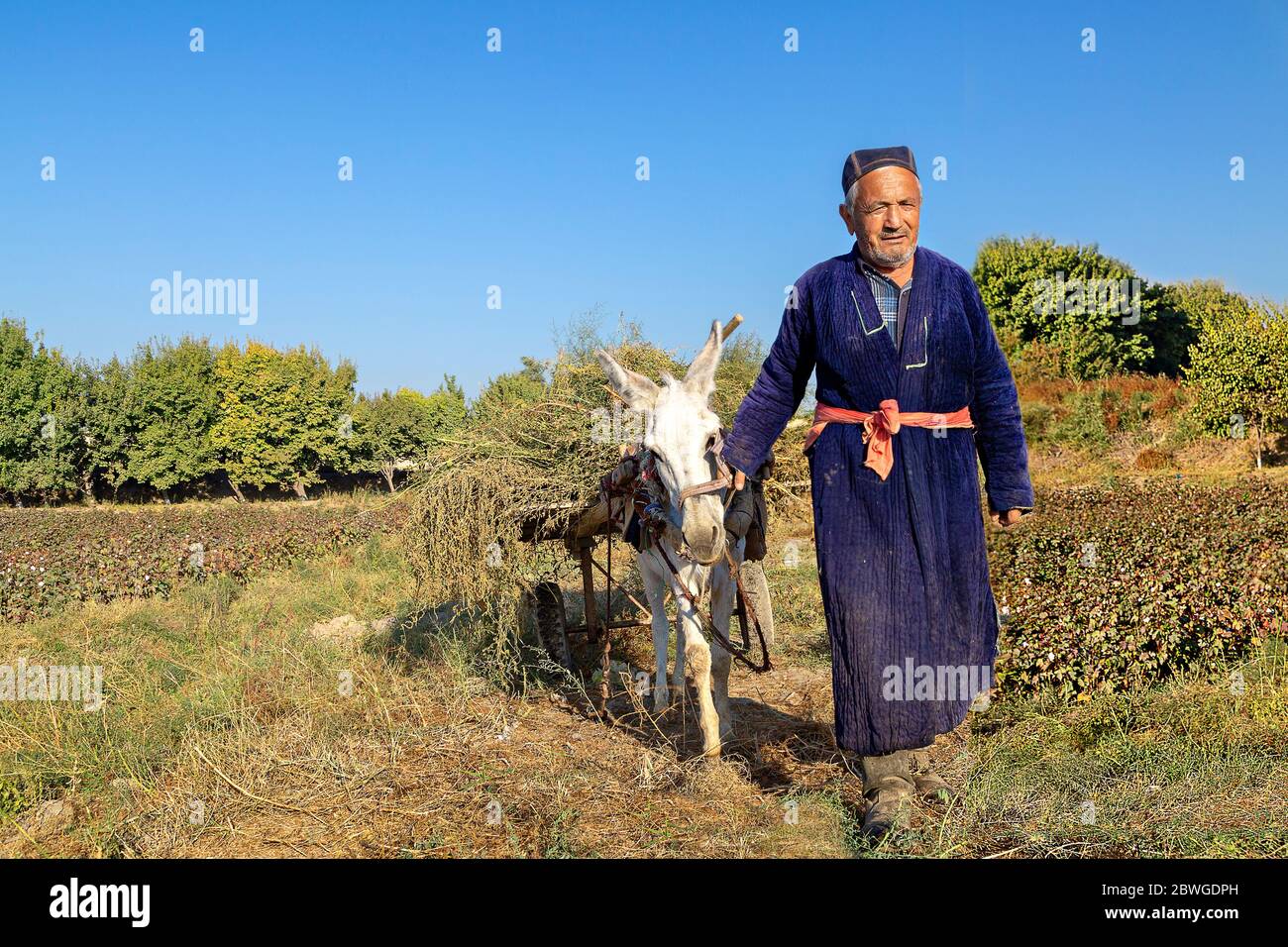 Anziano uzbeko in abito locale in campo agricolo, alla periferia di Samarkand, Uzbekistan Foto Stock