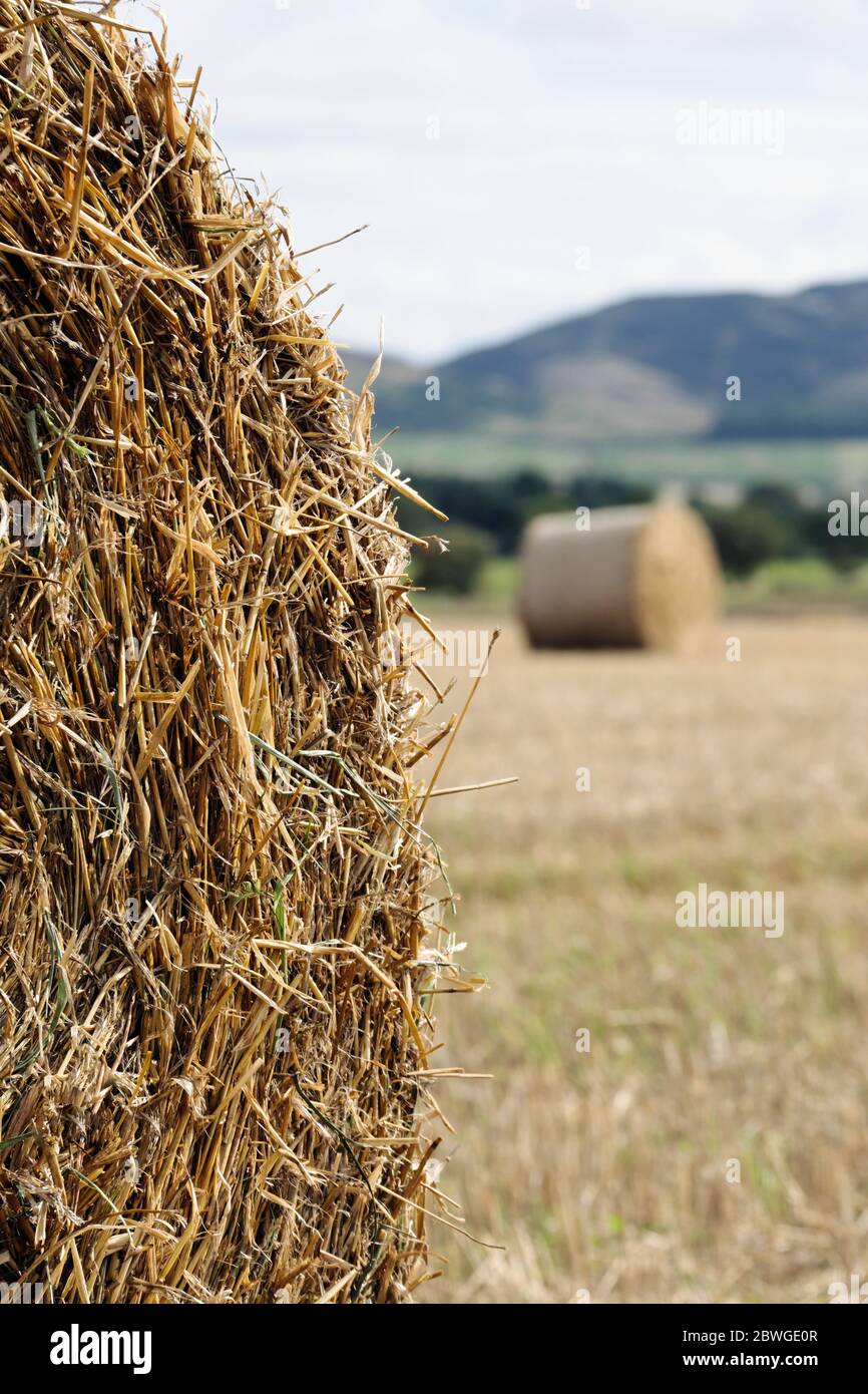 Paglia d'orzo rotonde balle grandi in attesa di essere tolto dal campo. Burrelton Perthshire Scotland Regno Unito Foto Stock