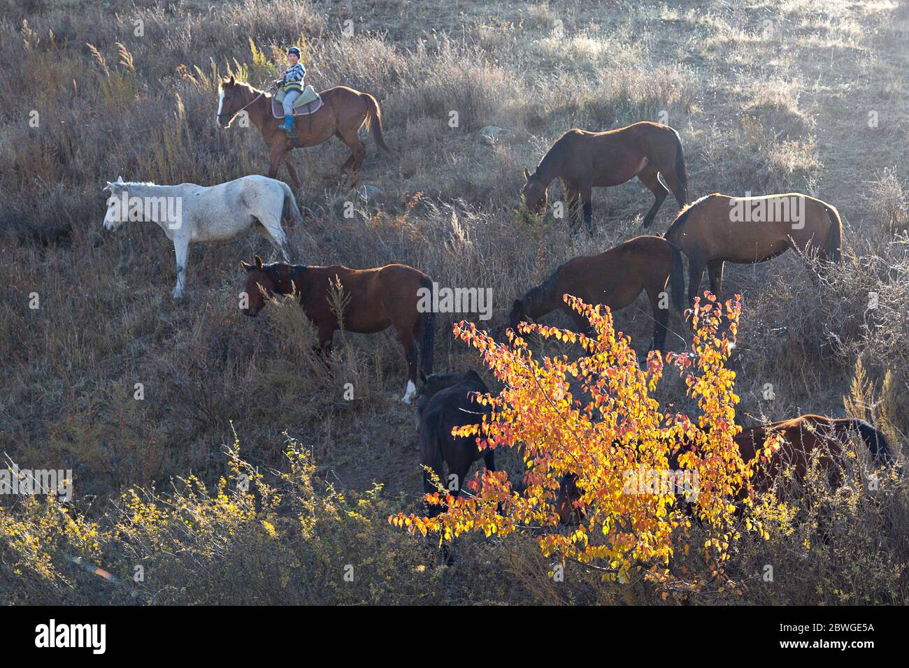 Cavalli nella campagna di Bishkek, Kirghizistan Foto Stock