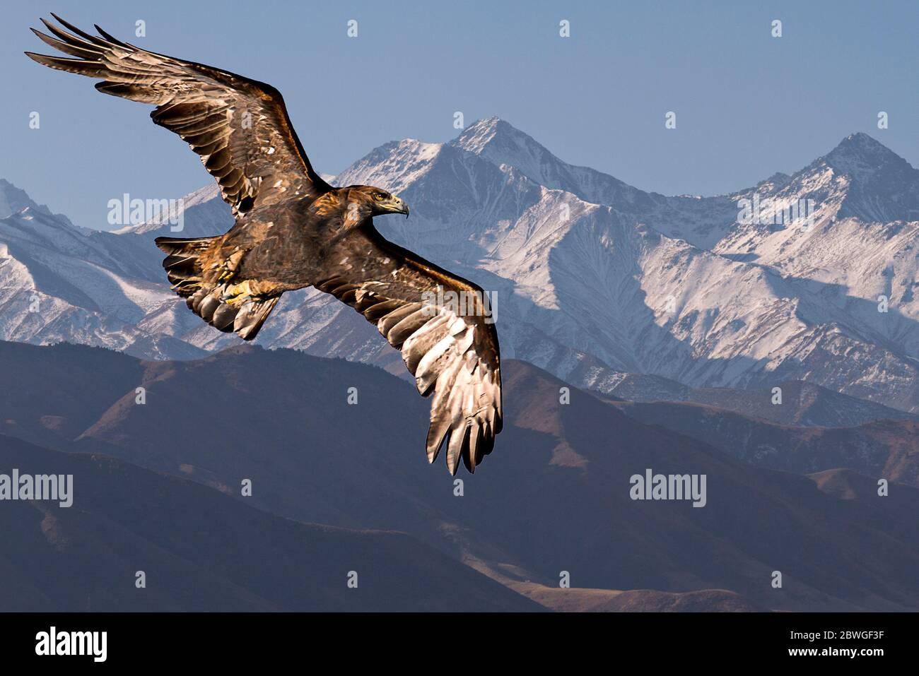 Aquila d'oro che vola con le montagne di Tien Shan sullo sfondo vicino Bishkek, Kirghizistan Foto Stock