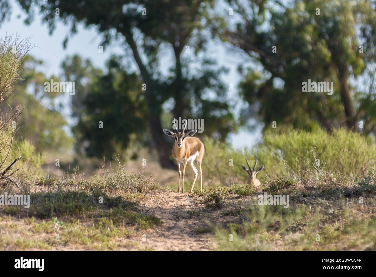 Dorcas saharan gazelle (noto come Ariel) che si erge sulla collina, Sous-massa National Park, Agadir, Marocco Foto Stock