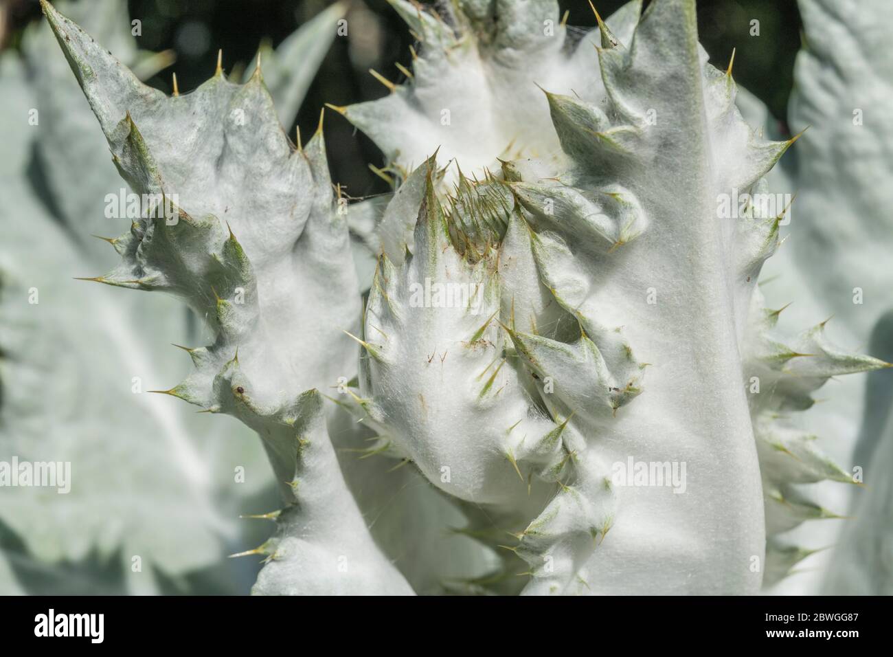 Foglie grandi e prickles taglienti del Thistle di cotone / Onopordum acanthium in sole luminoso. La copertura di lana conferisce un aspetto bianco. Foto Stock