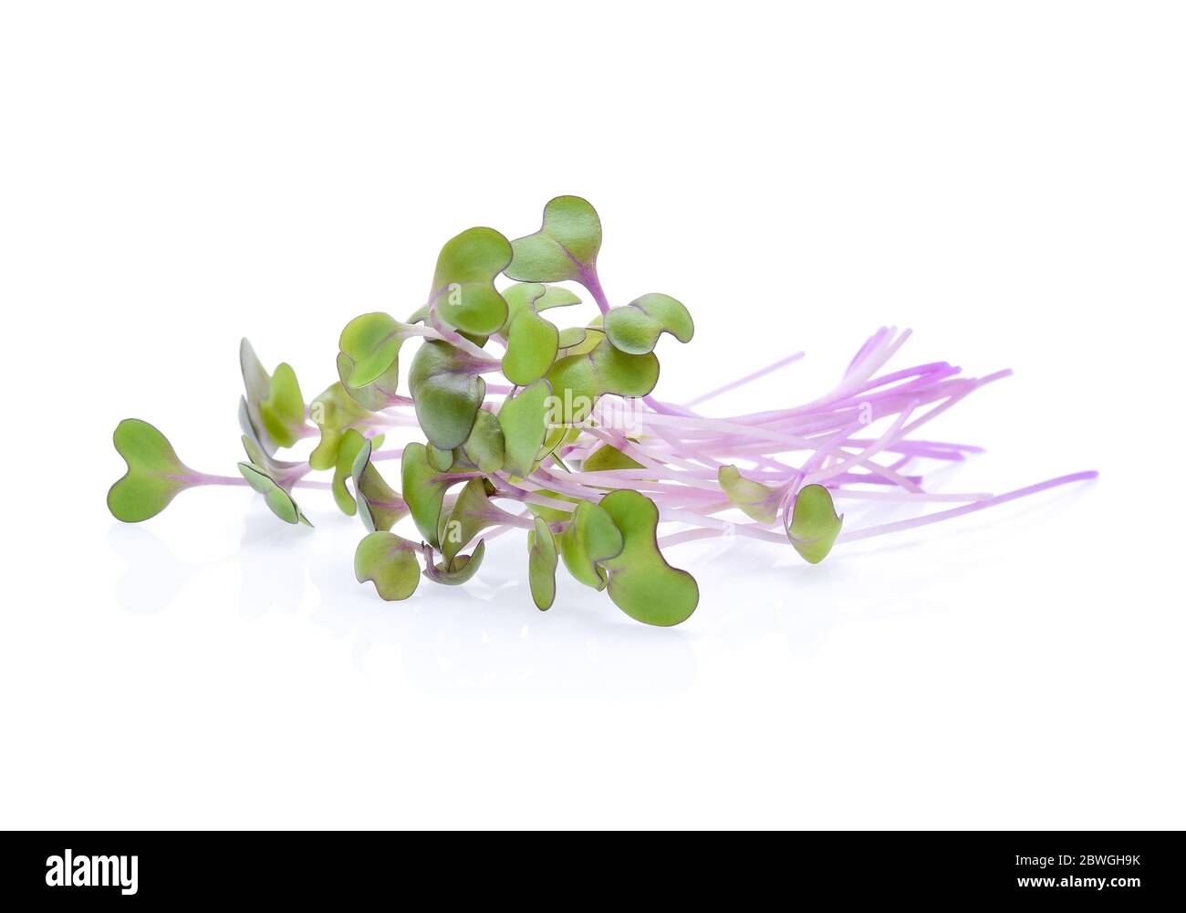 kale germogliato su sfondo bianco Foto Stock