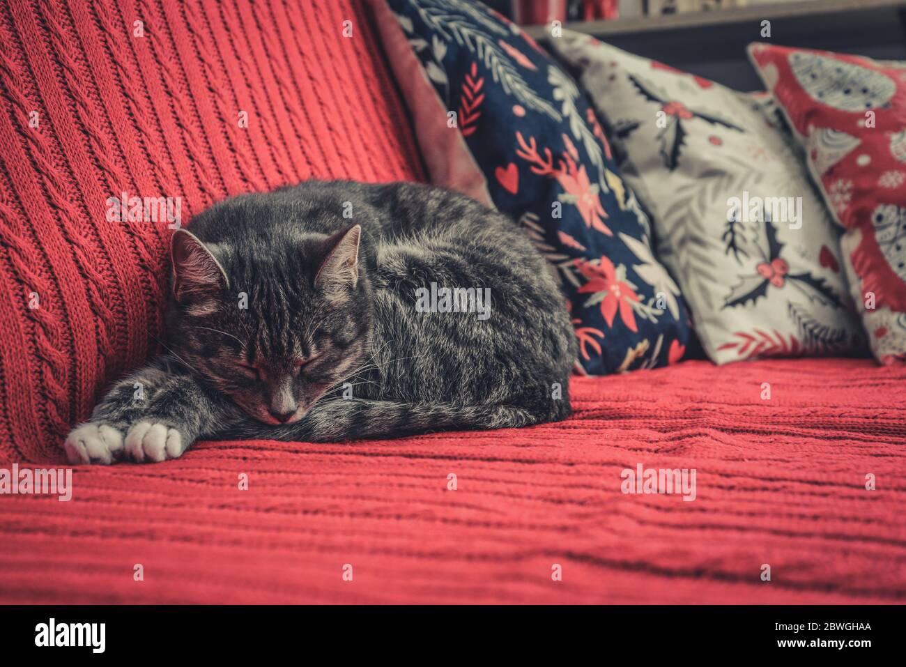 Gatto grigio carino che si posa sul closeup rosso del lettino Foto Stock
