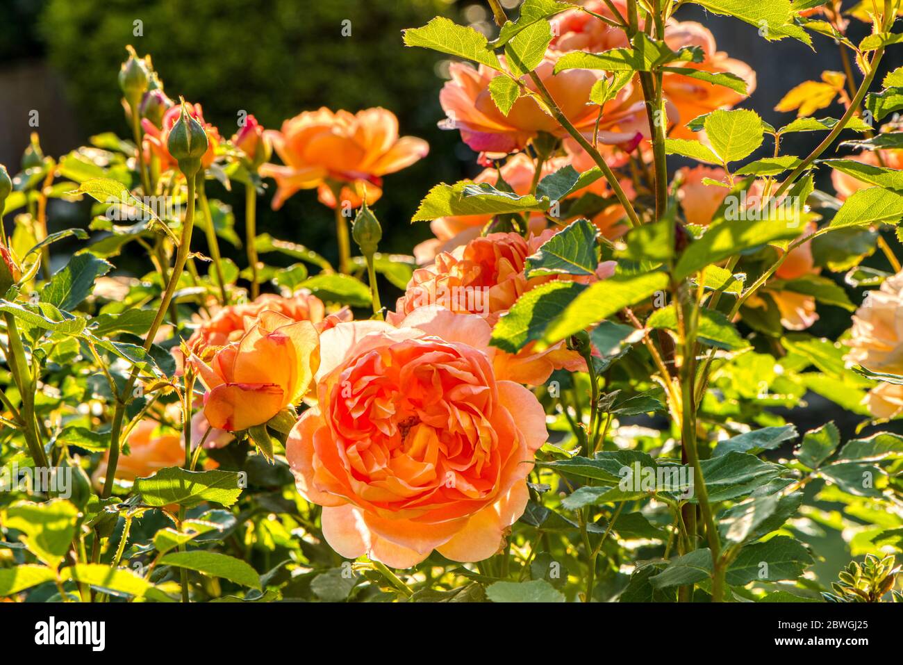 Arancio rose, arbusto inglese rosa signora di Shalott, Burbage, Wiltshire, Regno Unito Foto Stock